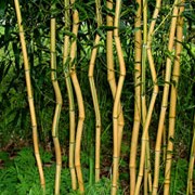 'Spectabilis' is a tall, evergreen perennial bamboo with green-grooved, golden-yellow canes, which turn bright red in sun, fading to darker yellow with age. Phyllostachys aureosulcata 'Spectabilis' added by Shoot)
