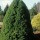 'Conica' is an evergreen, coniferous shrub, which forms a dense, upright cone. It has deep green foliage that develops lime green new growth in late spring.  Picea glauca var. albertiana 'Conica' added by Shoot)