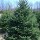 Picea_glauca Added by Samantha Best