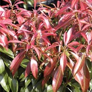 'Katsura' is a medium, dome-shaped, evergreen shrub with red leaves in spring that turn to long, lustrous, dark green leaves. It flowers freely producing arching racemes of rose-coloured, bell-shaped flowers in spring. Pieris japonica 'Katsura' added by Shoot)