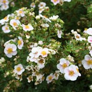 'Princess' is a mounded, deciduous shrub with small, grey-green leaves and pale pink flowers with yellow centres that bloom from late spring until autumn. Potentilla fruticosa 'Princess' added by Shoot)