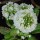 'Alba' is an herbaceous perennial that has oblong, spoon-shaped green leaves, and stout stems that bare a sphere of closely packed, tiny white flowers in spring. Primula denticulata var. 'Alba'  added by Shoot)
