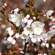  (01/04/2021) Prunus nipponica var. kurilensis 'Brilliant' added by Shoot)