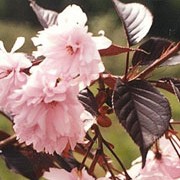 'Royal Burgundy' is a vase-like, deciduous tree with burgundy-red leaves and double, deep rose-pink flower clusters in mid spring. Prunus serrulata 'Royal Burgundy' added by Shoot)