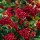 'Red Column' is an upright, dense, prickly, evergreen shrub with tiny, dark green foliage and clusters of white flowers in summer followed by bright red berries in autumn and winter.  Pyracantha coccinea 'Red Column' added by Shoot)