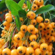 Saphyr Yellow is an upright, lateral spreading, and prickly, evergreen shrub with tiny, dark green foliage. In spring it has clusters of small, white flowers followed by bright yellow berries in summer and autumn. Pyracantha Saphyr Yellow added by Shoot)