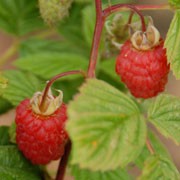 'Glen Clova' is a raspberry with slightly thorny stems and small, firm, red fruit with a good flavour in summer. This variety crops well and has good flavour. Rubus idaeus 'Glen Clova' added by Shoot)