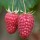 'Tulameen' is a raspberry with sparse thorned canes and large, sweet, dark-pink fruit  in mid-summer. This variety crops well and has a good shelf life. Rubus idaeus 'Tulameen' added by Shoot)