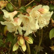 'Barnaby Sunset' is a small, evergreen shrub with glossy, deep green leaves and pale yellow trumpet flowers in spring that are pink towards the base. Rhododendron 'Barnaby Sunset' added by Shoot)