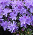 Rhododendron fastigiatum 'Blue Steel' 