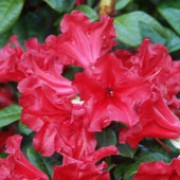 'Scarlet Wonder' is a dense, spreading, evergreen shrub with mid-green, glossy leaves. In late spring and early summer it has scarlet red flowers. Rhododendron 'Scarlet Wonder' added by Shoot)