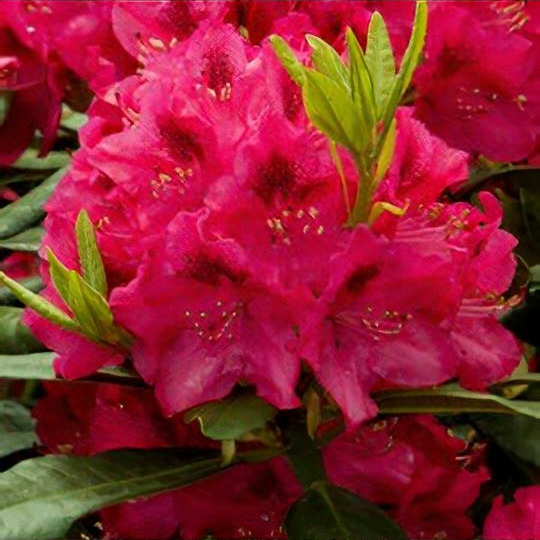 Rhododendron 'Nova Zembla' 