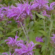 'Violet Queen' is an herbaceous perennial with lance-shaped, aromatic foliage.  From mid-summer to early autumn, it bears whorls of pink, two-lipped flowers on upright stems. Monarda 'Violet Queen' added by Shoot)