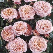 'Pirouette' is a deciduous, patio climbing rose with green leaves and apricot coloured flowers in summer. Rosa 'Pirouette' added by Shoot)