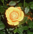 Rosa 'Amber Nectar'