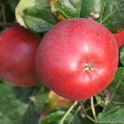 'Red Devil' is a vigorous, upright apple tree with pink flowers in spring and sweet, crisp edible crimson fruit from late summer to mid-autumn. Self-fertile variety. Malus domestica 'Red Devil' added by Shoot)