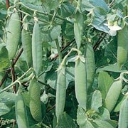 'Kelvedon Wonder' is a perennial climbing legume, often grown as an annual, forming small white flowers followed by long green pods containing small, round, edible peas. This variety is a heavy cropper, producing well-filled pods.  Pisum sativum 'Kelvedon Wonder' added by Shoot)