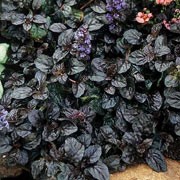 'Black Scallop' is a creeper with almost black evergreen leaves, and spikes of deep blue flowers in spring. Ajuga reptans 'Black Scallop' added by Shoot)