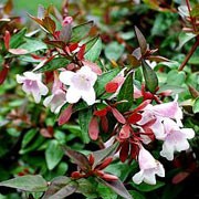'Edward Goucher' is a graceful arching evergreen shrub with oval bright green leaves which are bronze when young and lilac-pink flowers from mid summer to autumn. Abelia x grandiflora 'Edward Goucher' added by Shoot)