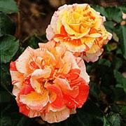 'Oranges and Lemons' is a deciduous, upright, floribunda type rose with deep-red new growth and dark-green mature foliage. In spring it has blended, orange and yellow striped flowers that last until the first frost. Rosa 'Oranges and Lemons' added by Shoot)