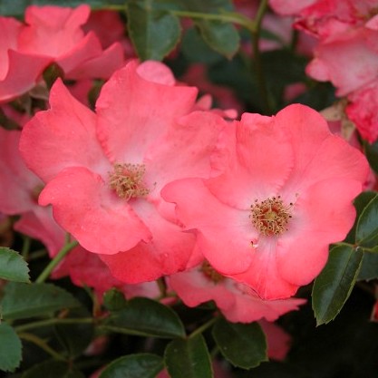 Rosa 'Flower Carpet Coral'