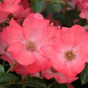  (08/01/2018) Rosa 'Flower Carpet Coral' added by Shoot)