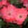  (08/01/2018) Rosa 'Flower Carpet Coral' added by Shoot)
