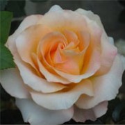 'Britannia' is an upright, deciduous, hybrid tea type rose bush. It has green, glossy leaves and apricot, spiral flowers that bloom from late spring until the first frost. Rosa 'Britannia' added by Shoot)