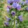  (16/07/2020) Echium vulgare added by Shoot)