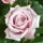 'Twice In A Blue Moon' is a deciduous, upright, hybrid tea type rose with green leaves. In late spring it has fragrant, silver-lilac flowers that repeat until the first frost. It has good disease resistance. Rosa 'Twice In A Blue Moon' added by Shoot)