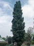 Populus nigra 'Italica' 