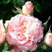 'Sweet Wonder' is a patio rose. It is a small, deciduous bush with glossy, green leaves and fragrant, double flowers that are a pink and orange blend, opening from late spring until late summer. Rosa 'Sweet Wonder' added by Shoot)