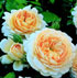 Rosa 'Crocus Rose'