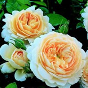 'Crocus Rose' is a repeat flowering, shrub rose with deep green leaves and slightly arching stems. It has robust, free flowering, full blooms of soft-apricot flowers produced in large clusters in summer. Rosa 'Crocus Rose' added by Shoot)