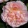 'Evelyn' is an upright, repeat flowering, shrub rose with green leaves. It has large, shallow, saucer-shaped flowers that are apricot and bloom throughout the summer. Rosa 'Evelyn' added by Shoot)