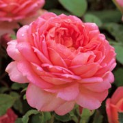 'Jubilee Celebration' is an upright, shrub rose with green leaves. Their large, domed flowers are held above the foliage and are a rich, salmon-pink with tints of gold on the underside of the petals. It blooms throughout summer and early autumn. Rosa 'Jubilee Celebration' added by Shoot)