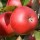 'Scrumptious' is an apple tree with pale pink flowers in spring followed by heavy crops of sweet, crisp, red fruit in early autumn. This cultivar is thin-skinned, self-fertile, and frost and disease resistant. Malus domestica 'Scrumptious' added by Shoot)