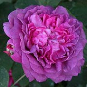 'Reine des Violettes' is an upright, hybrid perpetual shrub rose with green leaves. It has fragrant, velvet purple flowers that bloom throughout summer. Rosa 'Reine des Violettes' added by Shoot)