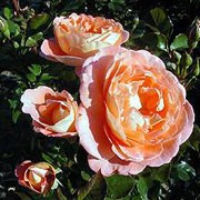 'Bonita Renaissance' is an upright, shrub rose with green leaves. It has fragrant, large blooms of orange-apricot with pink overtones that bloom throughout summer. Rosa 'Bonita Renaissance' added by Shoot)