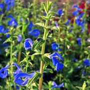 'Blue Angel' is an herbaceous perennial with hairy aromatic foliage.  From mid-summer to mid-autumn, it bears spikes of vivid blue hooded tubular flowers. Salvia patens 'Blue Angel' added by Shoot)