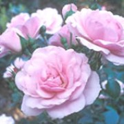 'Bonica' is a repeat flowering standard rose. It has an upright stem that is topped with an arching shrub with deep-green foliage, and good disease resistance. From late spring until late summer it bears semi-double, fragrant, soft pink flowers.  Rosa 'Bonica' added by Shoot)