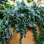 'Blue Rain' is an evergreen, perennial shrub with a spreading or cascading habit. It has grey-green, linear, aromatic leaves and light blue flowers that have a long bloom period from spring throughout summer. Rosmarinus 'Blue Rain'  added by Shoot)