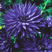 'Blue Beard' is a semi-cactus dahlia with dark-green lobed foliage.  In summer and autumn, it bears large intense violet-blue flowers on upright stems. Dahlia 'Blue Beard' added by Shoot)