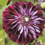'Osirium' is a perennial with dark-green ovate leaves.  In summer and autumn, it bears wine coloured flowers flushed violet. Dahlia 'Osirium' added by Shoot)