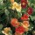 'Alaska Mix' is a climbing or trailing annual.  It has rounded green leaves with cream mottling and in summer bears flowers in a variety of colours, being red, orange or yellow. Tropaeolum majus 'Alaska Mix' added by Shoot)