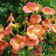Campsis grandiflora added by Shoot)