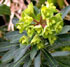 Euphorbia characias subsp. characias 'Humpty Dumpty' 