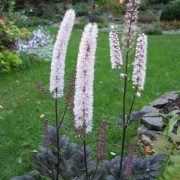  (21/06/2018) Actaea simplex 'Pink Spike'  added by Shoot)