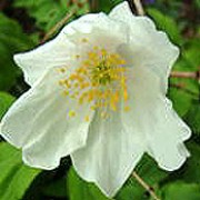 'Leeds' Variety' is a small carpet-forming perennial with deeply divided mid-green foliage and single, star-shaped flowers in spring.  This cultivar is said to have slightly larger flowers than some of the others. Anemone nemorosa 'Leeds' Variety'  added by Shoot)