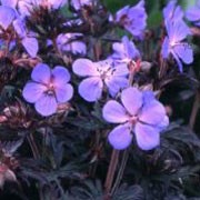 'Black Beauty' is a compact, clump-forming perennial with dark purple to black foliage and large, blue flowers in summer. Geranium pratense 'Black Beauty' added by Shoot)